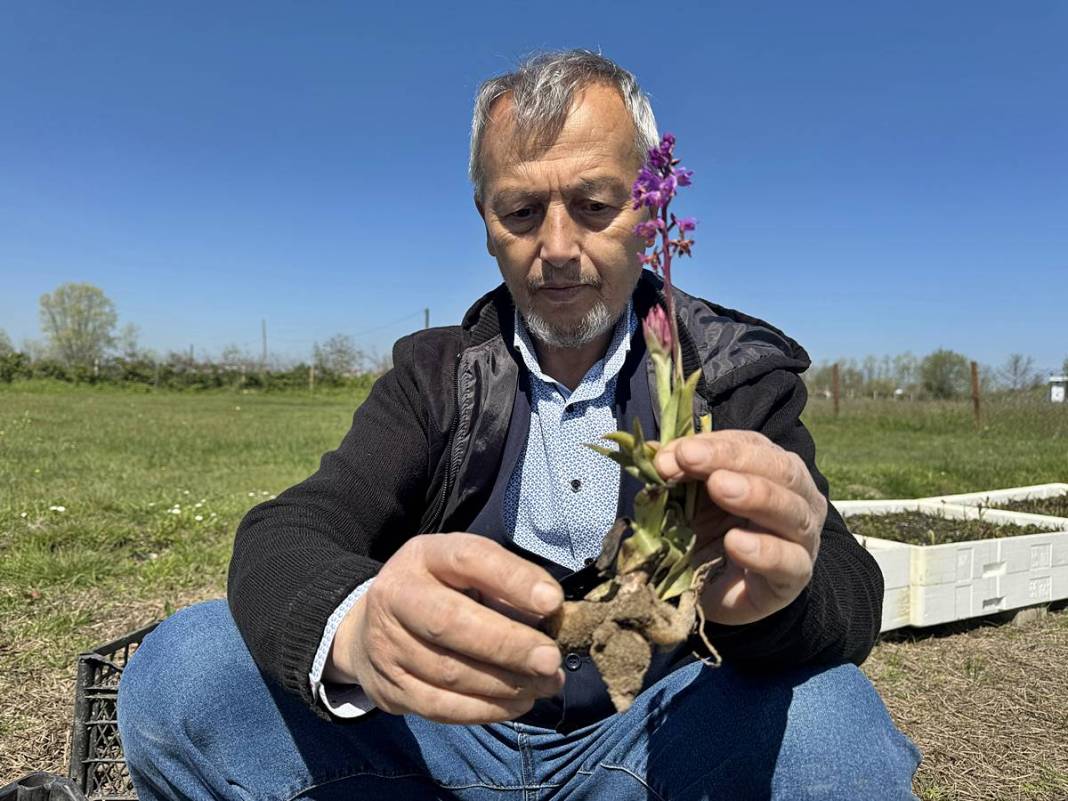 O kentte özel izinle üretiliyor: Tanesi 700 TL! Hasat başladı, üreticinin yüzü gülüyor 6